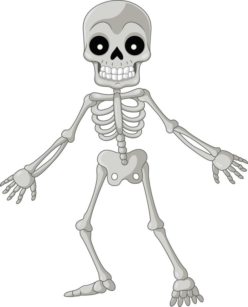 Cartoon funny skeleton on white background vector