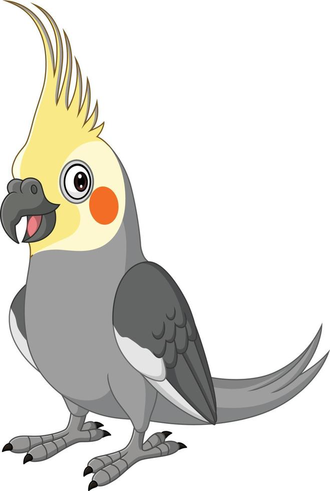 Cartoon Grey Cockatiel on White Background vector