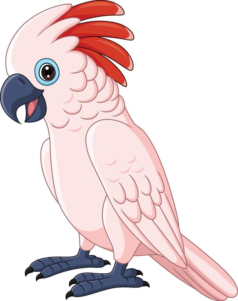 loro cacatúa de las Molucas de dibujos animados sobre fondo blanco vector