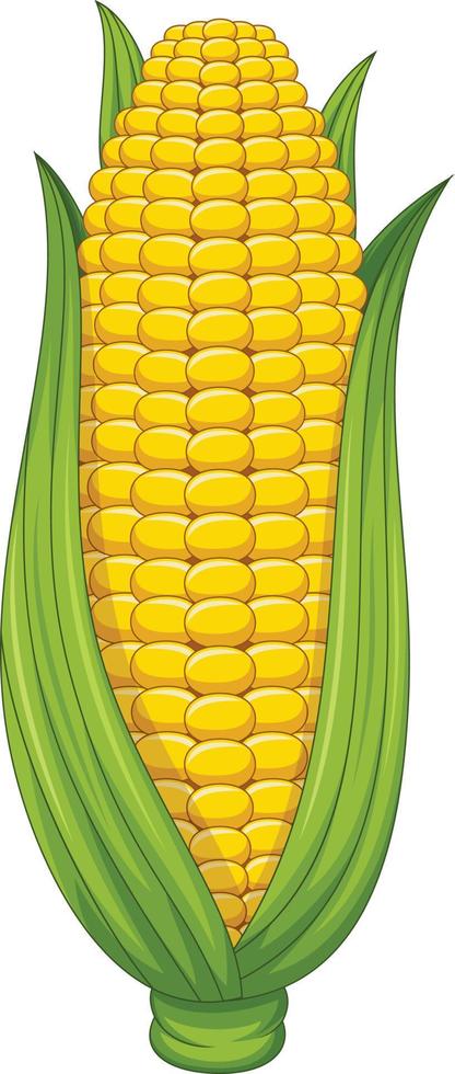 Sweet corn cob on white background vector
