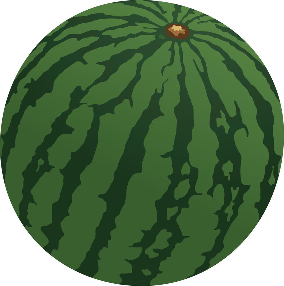Big watermelon illustration with green outline vector