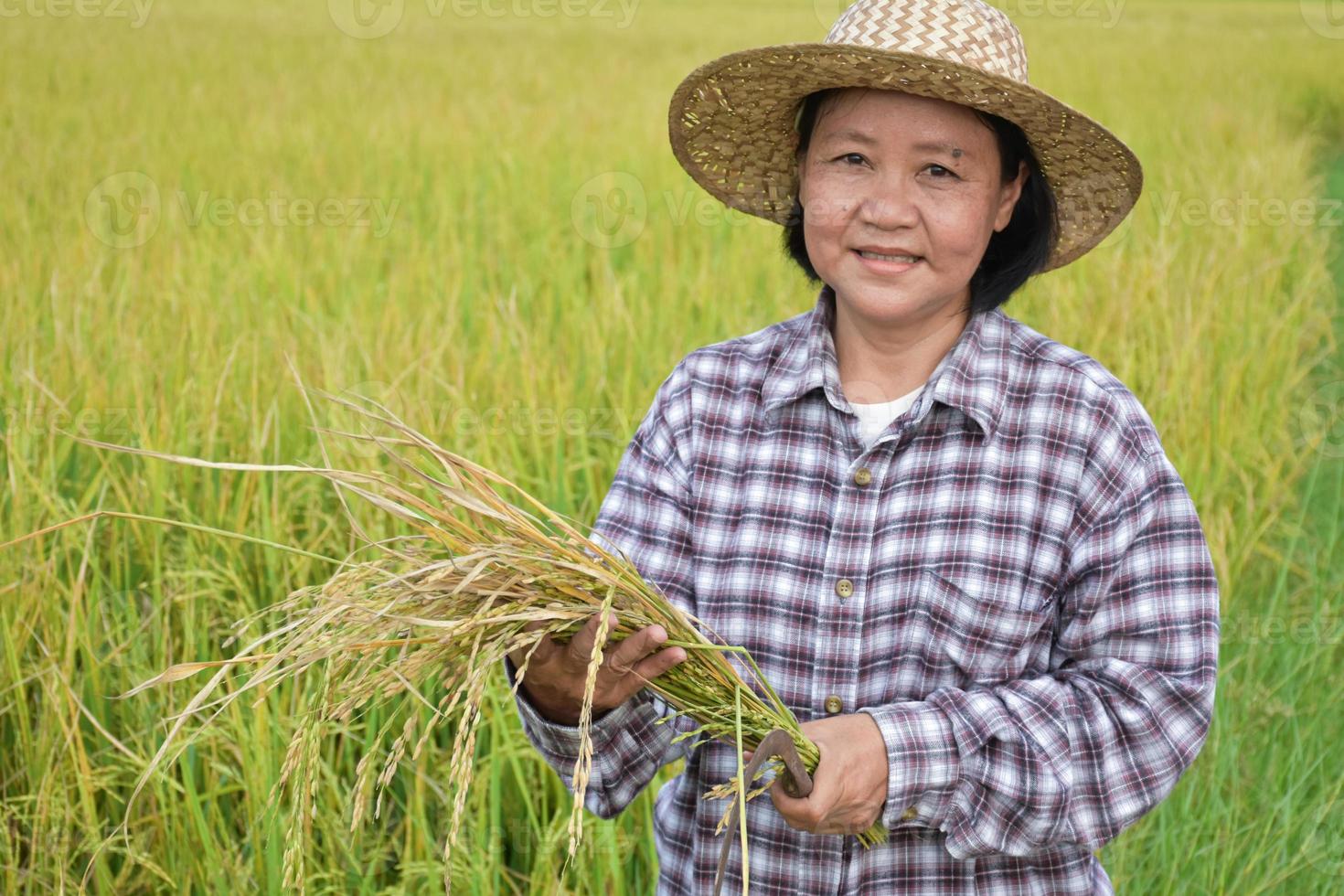 Portrait elderly asian woman standing in yellow rice paddy field, holding a bundle of riceear, smiling and showing her happiness in her daily life in her farmland, soft and selective focus. photo
