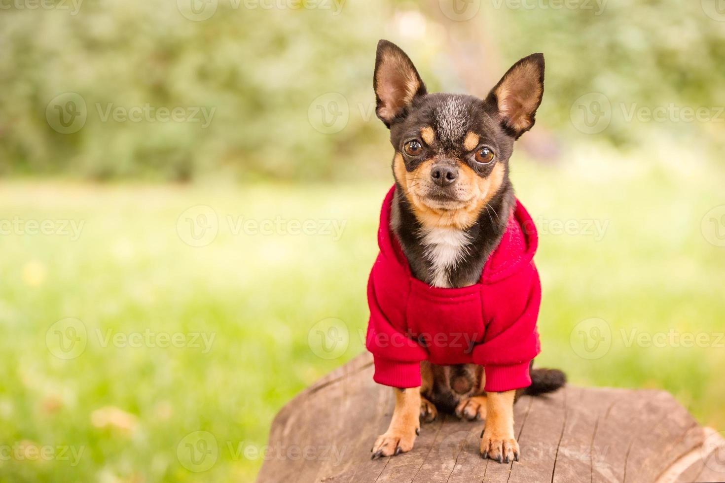 chihuahua tricolor perro de pelo corto en ropa. mini perro con capucha roja. foto