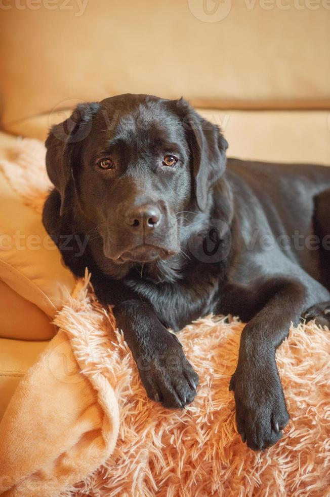 A black Labrador retriever dog lies on a beige sofa. The pet is resting. photo