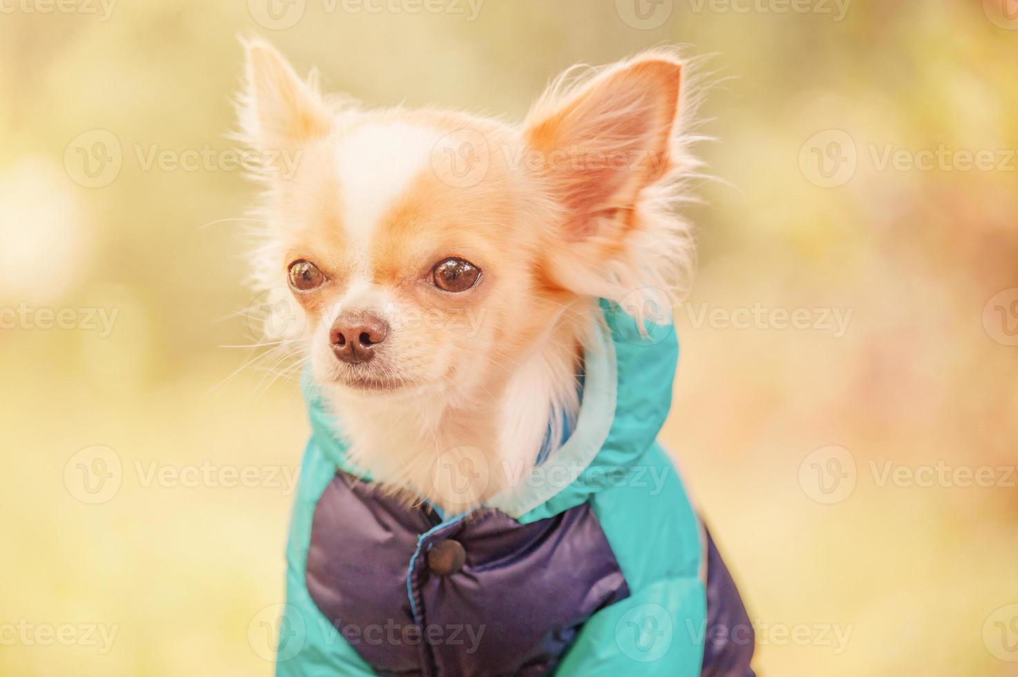 un perro chihuahua blanco y rojo con una chaqueta azul. cachorro chihuahua en un paseo. foto