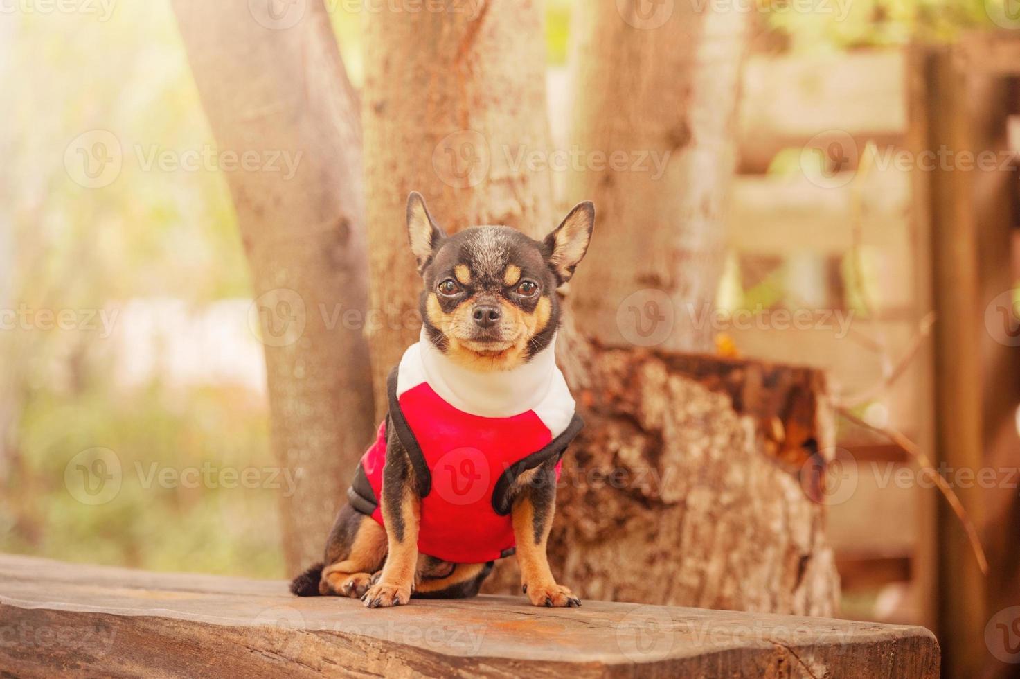 A chihuahua dog in a black, white and red vest is sitting on a bench. Dog on a walk. photo