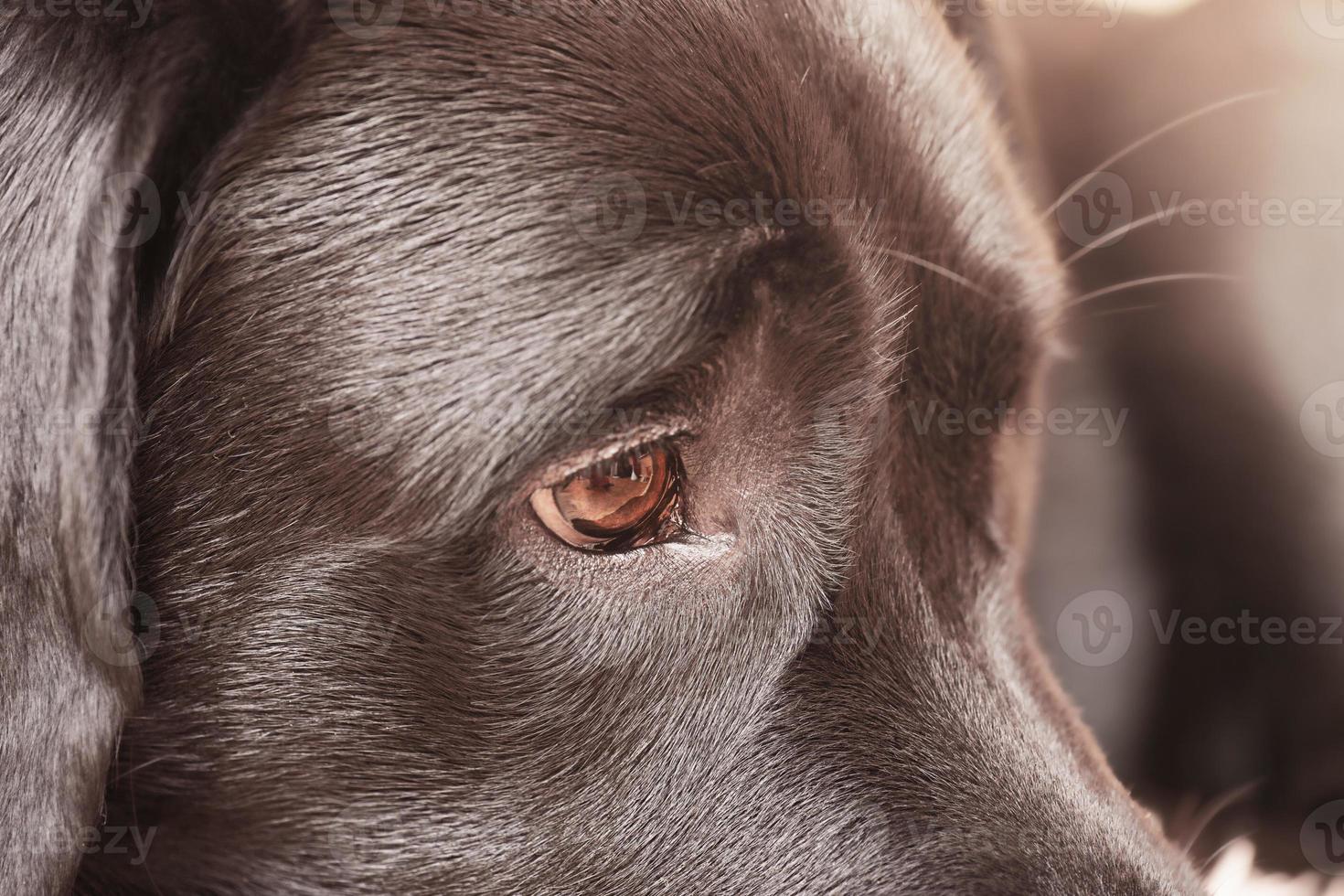 Dog's eyes and part of the muzzle close-up macro. Labrador retriever young dog. photo