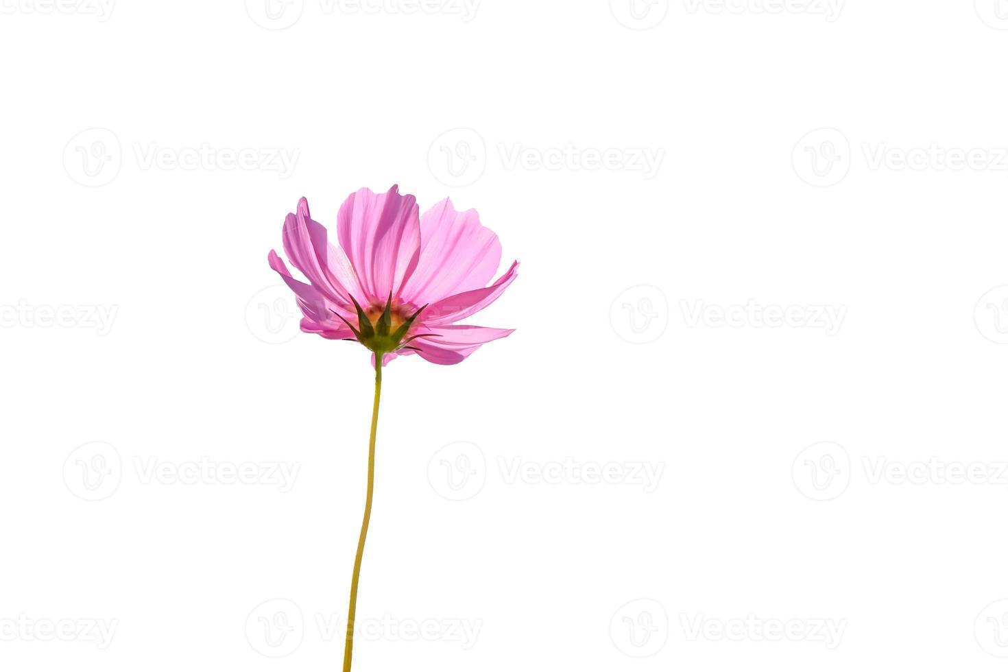 Pink cosmos flower on white background photo