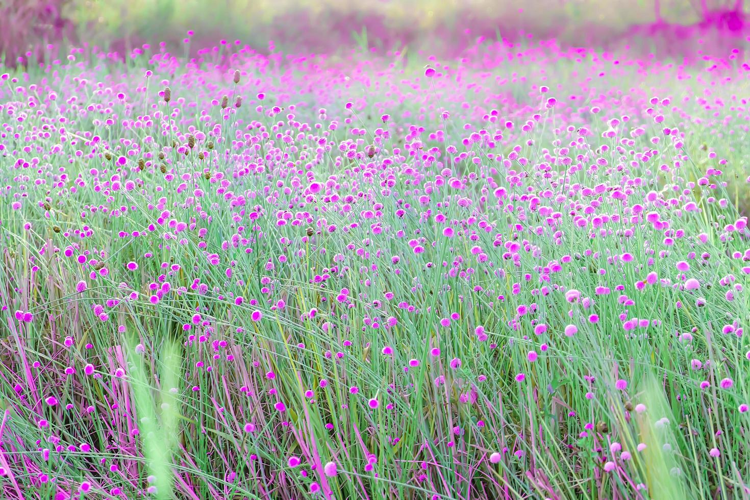 Blurred,Pink wild flower fields.Beautiful growing and blooming in the nature photo