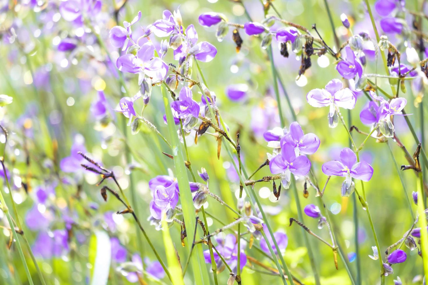 Purple flower blossom on field. Beautiful growing and flowers on meadow blooming in the morning,selective focus nature on bokeh background photo