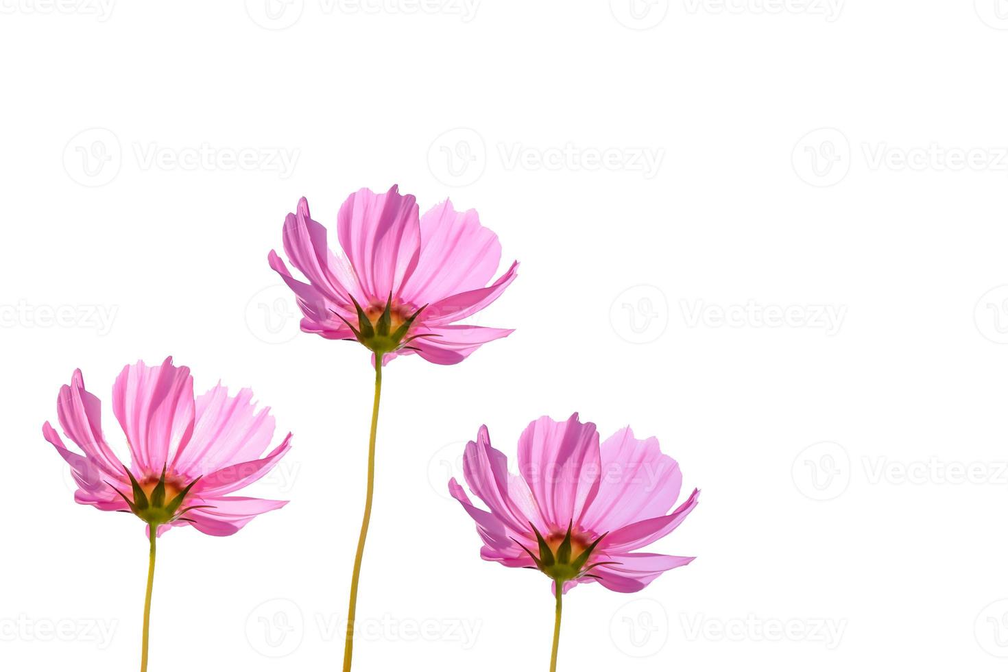 Pink cosmos flower on white background photo