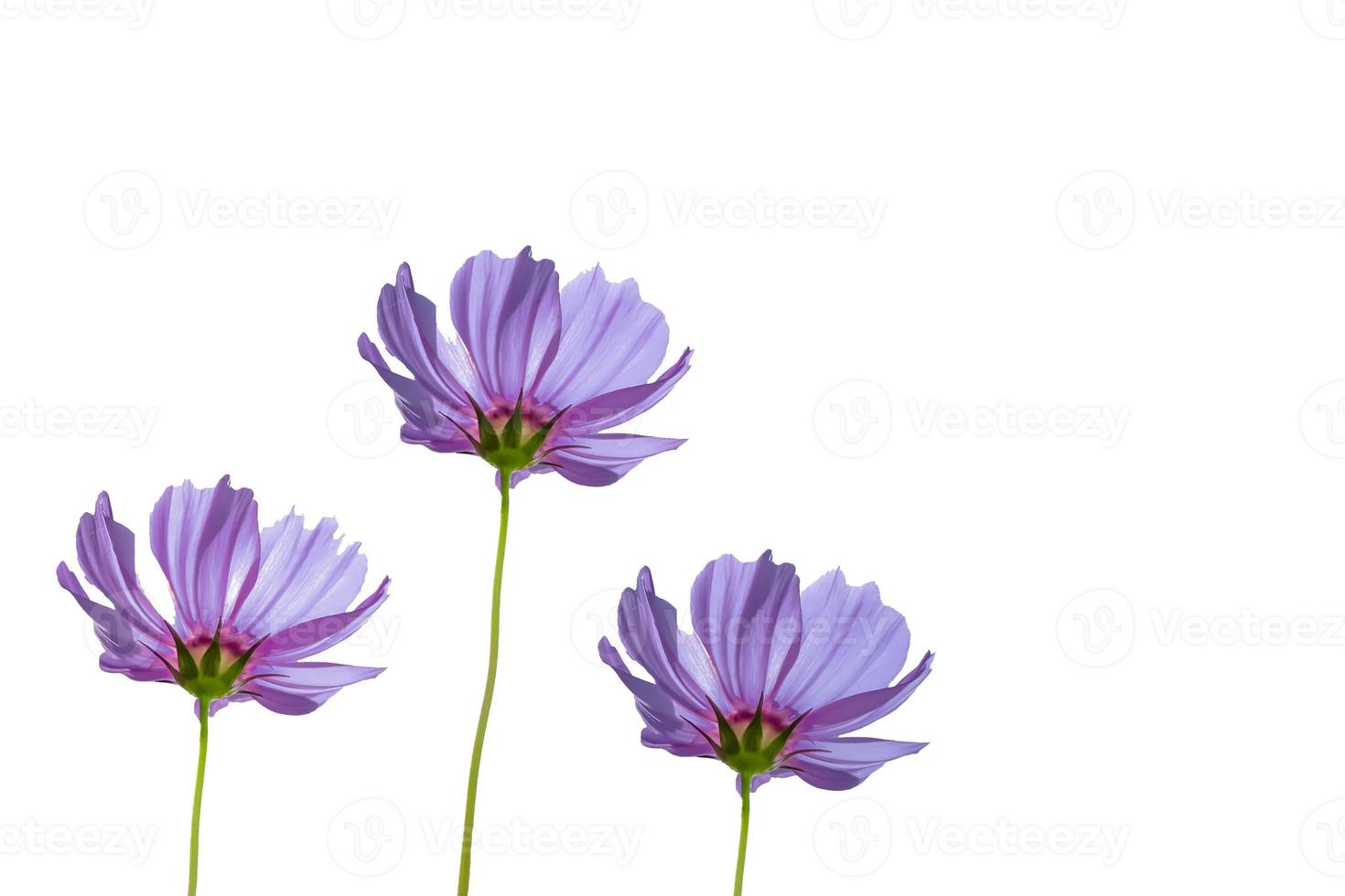 Pink cosmos flower on white background photo