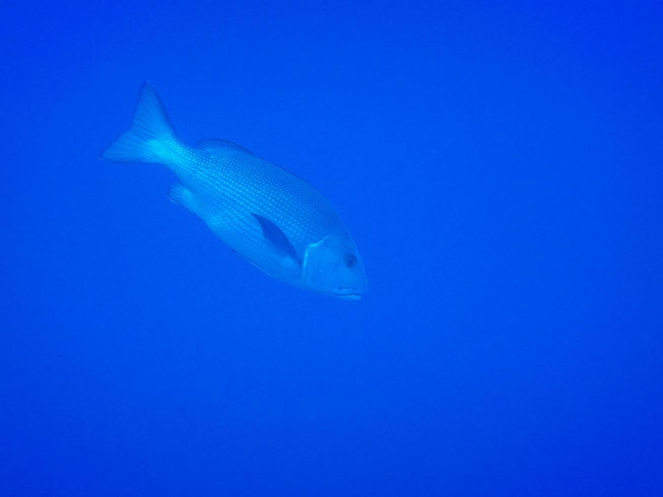 large common dentex fish in deep blue water in  the red sea egypt photo