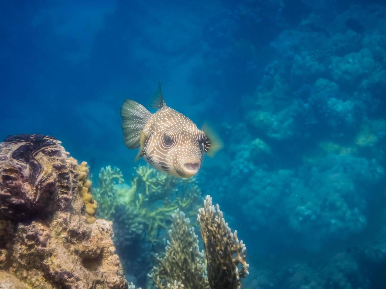 pez globo con manchas blancas nada en agua clara sobre los corales foto