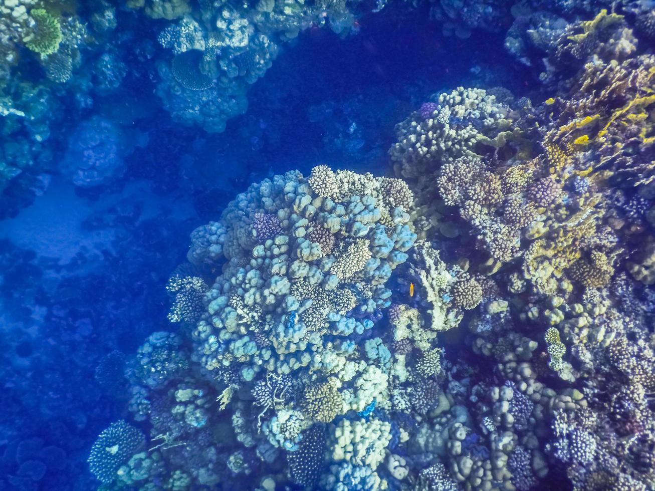 view into the blue deep while snorkeling on vacation in egypt photo