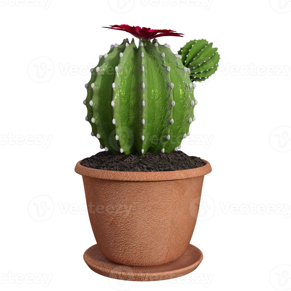 3d Cactus isolated premium png