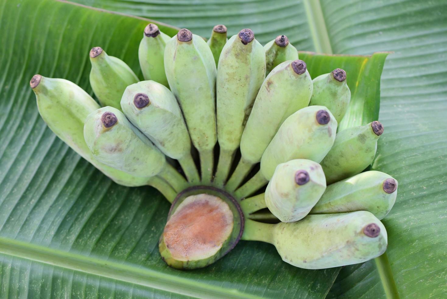 raw banana - banana fruit on banana leaf background, green banana fruit photo