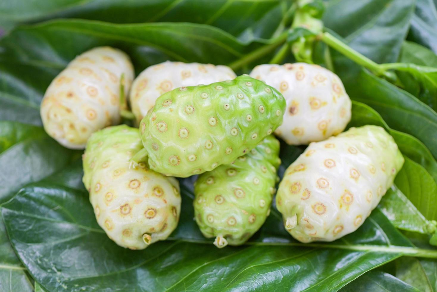 Noni fruit herbal medicines, fresh noni from tree Other names Great