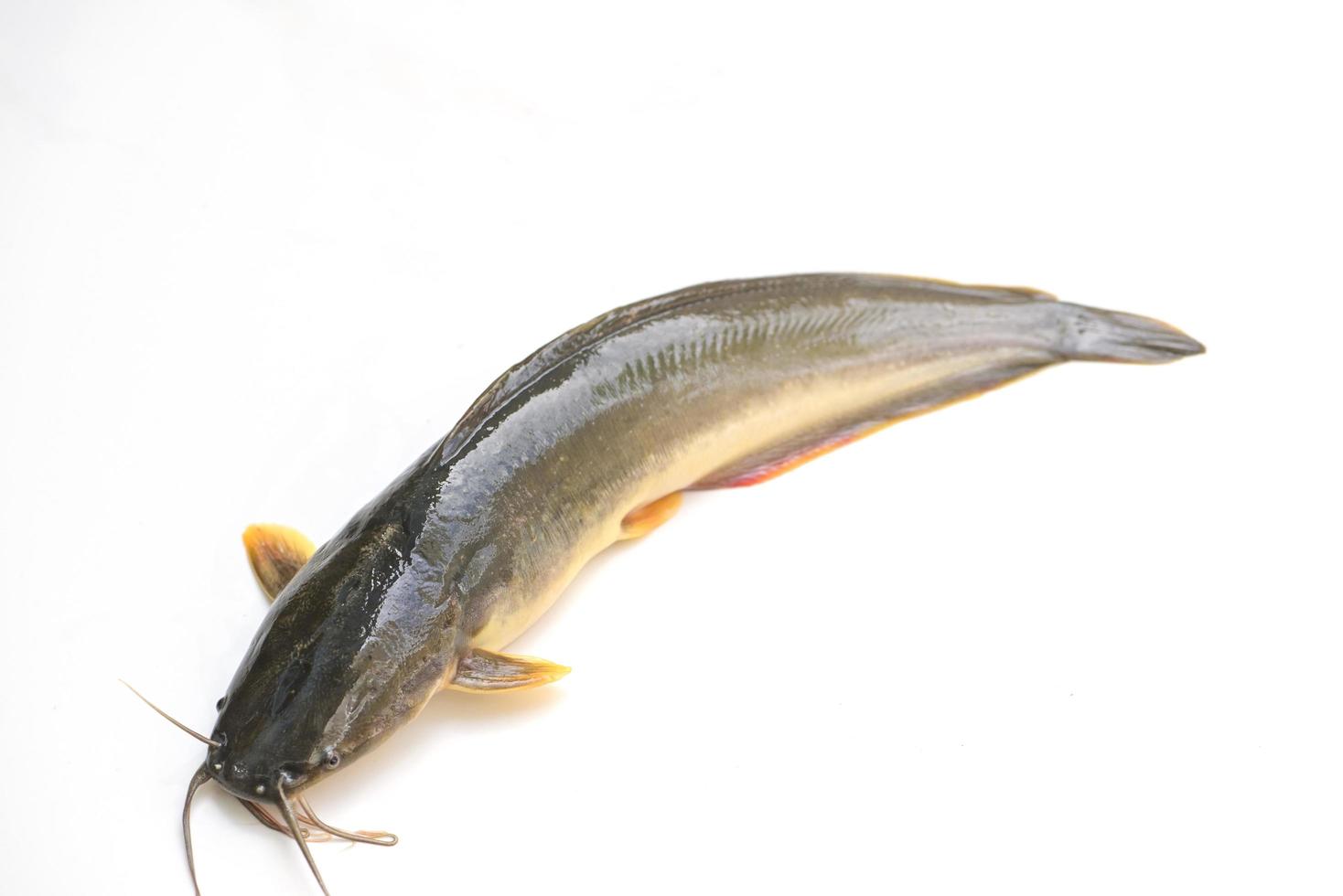 catfish isolated on white background, fresh raw catfish freshwater fish, catfish for cooking food fish photo