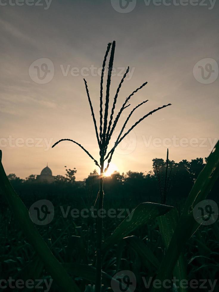 siluet bunga jagung or silhouette of sunrise cornflower in corn garden photo