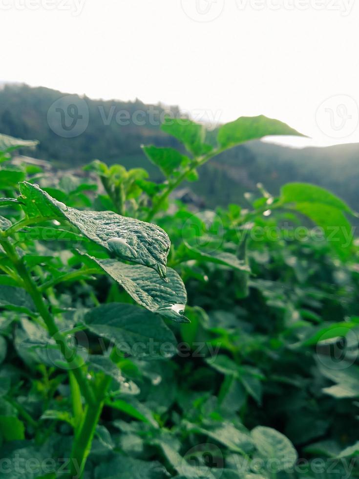 fresh potato leaves in the middle of a potato field early in the morning photo