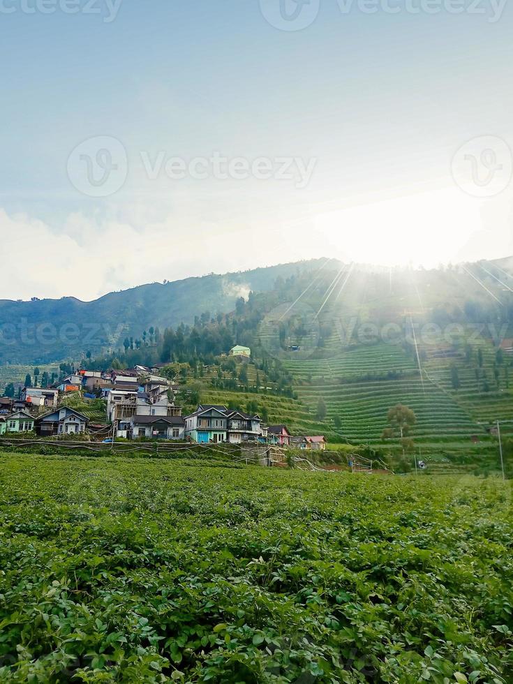 rural sunrise on a hill in the middle of a potato field in the Dieng plateau area photo