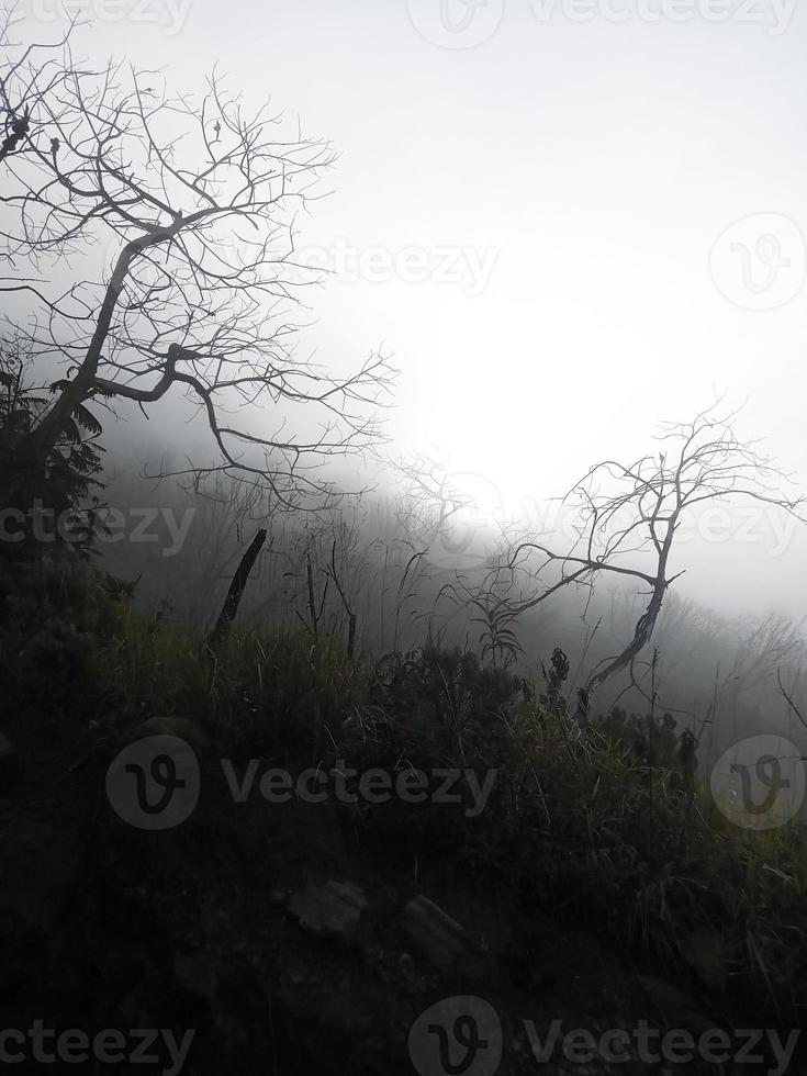 ramas secas de árboles con fondo de niebla y sensación mística foto