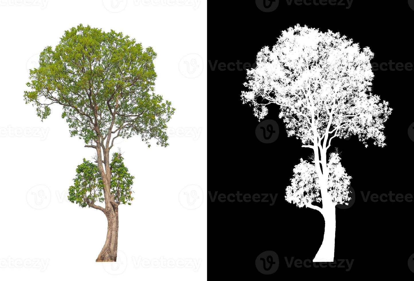 Tree on white picture background with clipping path, single tree with clipping path and alpha channel on black background photo