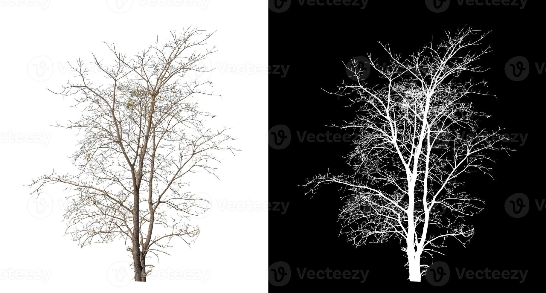 Dead tree on white picture background with clipping path, single tree with clipping path and alpha channel on black background photo
