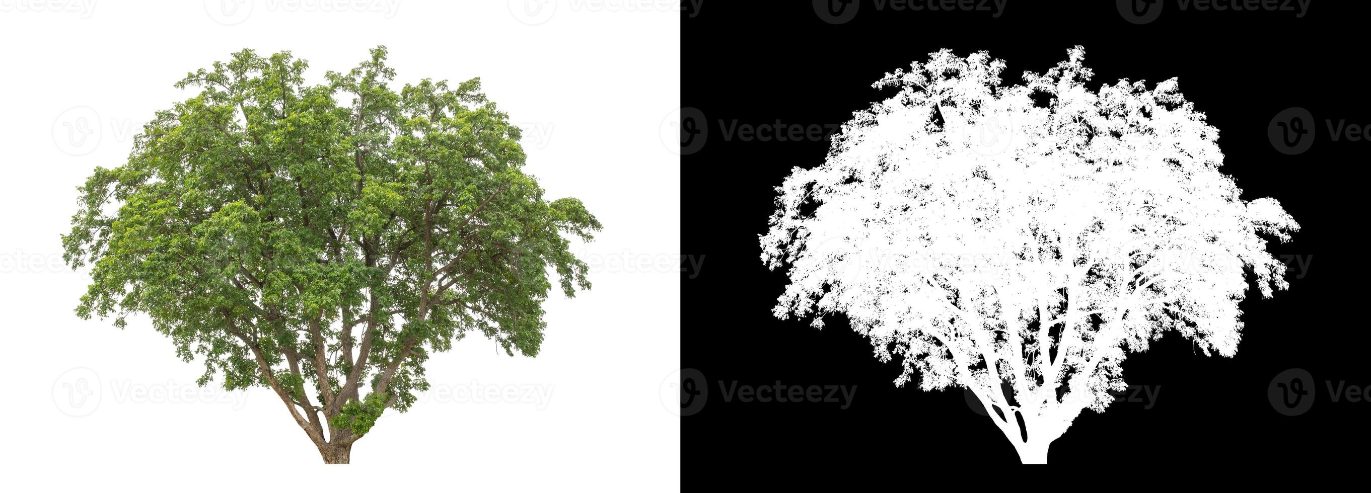 Tree on white picture background with clipping path, single tree with clipping path and alpha channel on black background photo