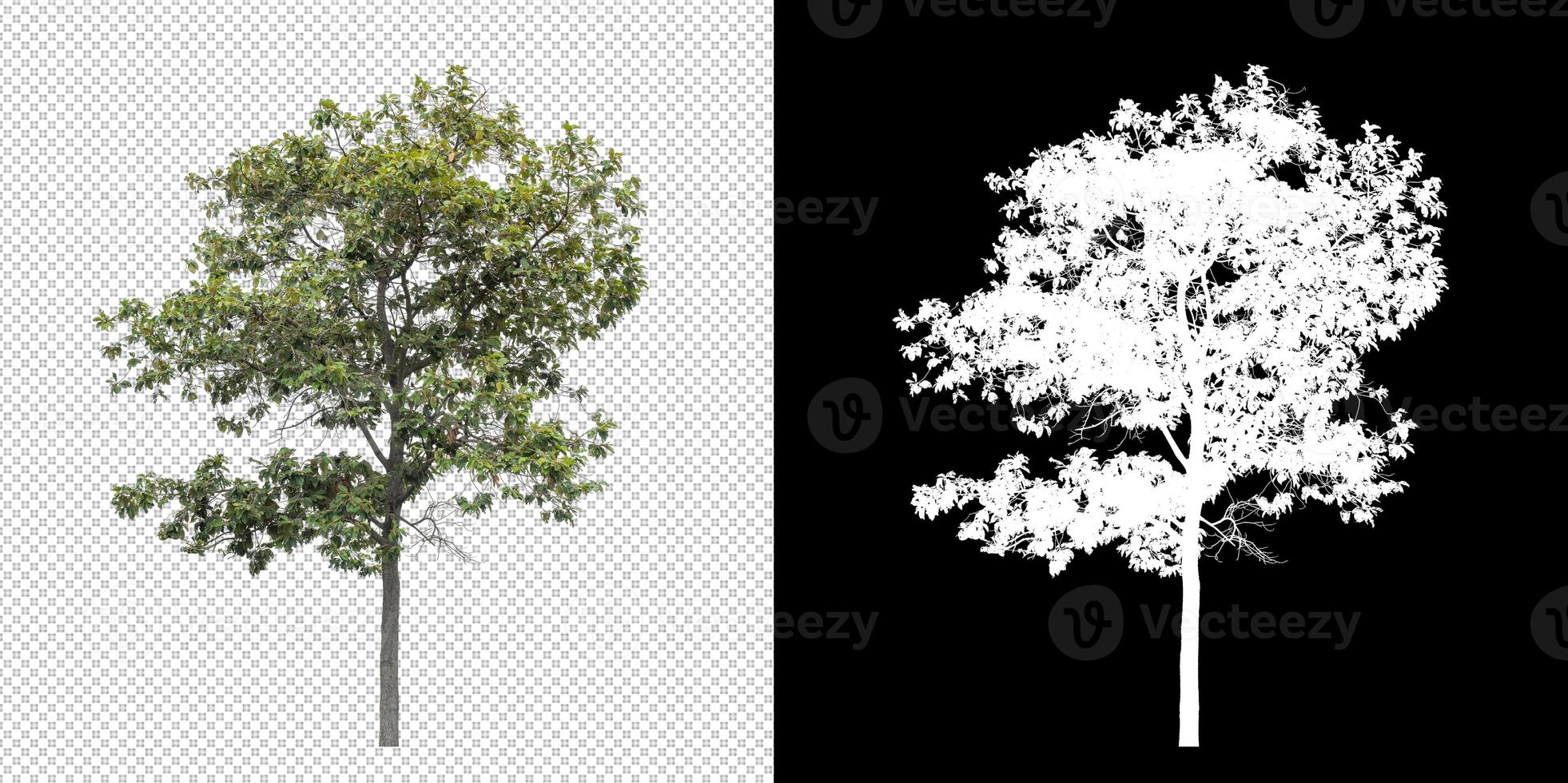 Tree on transparent picture background with clipping path, single tree with clipping path and alpha channel on black background photo