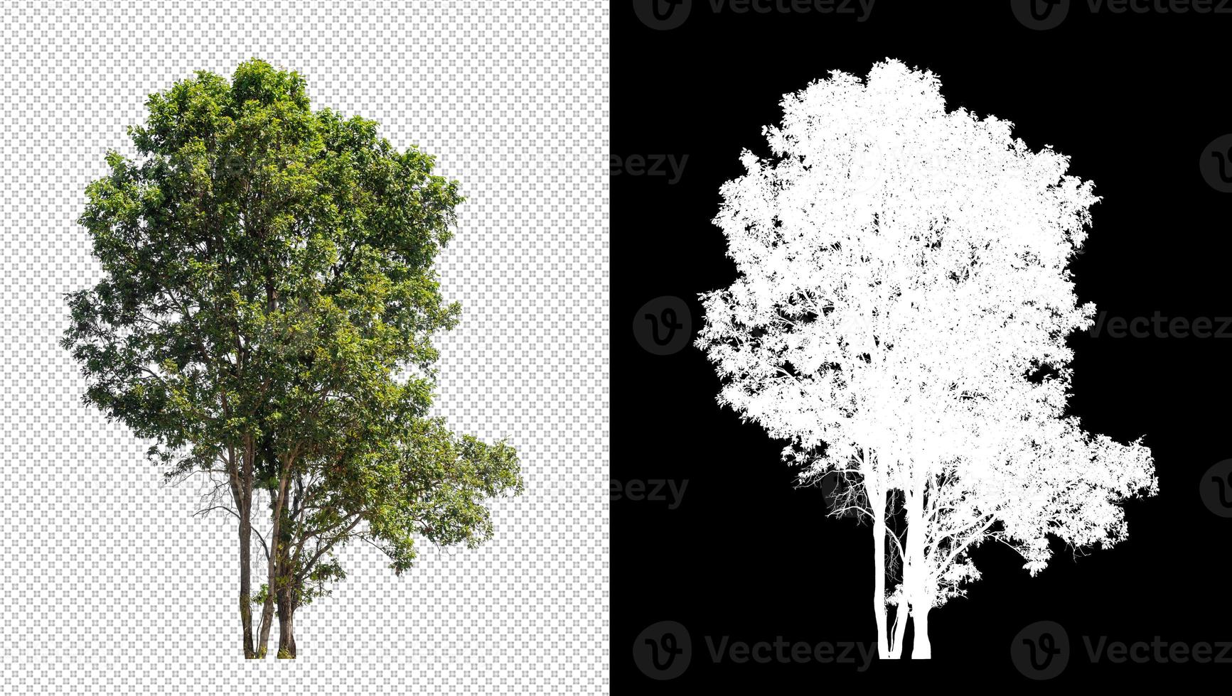 Tree on transparent picture background with clipping path, single tree with clipping path and alpha channel on black background photo
