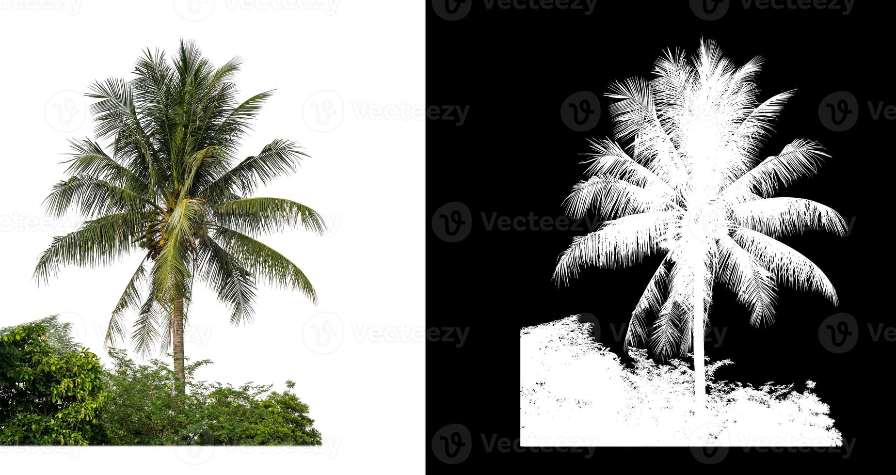 árbol de coco sobre fondo de imagen blanca con ruta de recorte y canal alfa sobre fondo negro foto