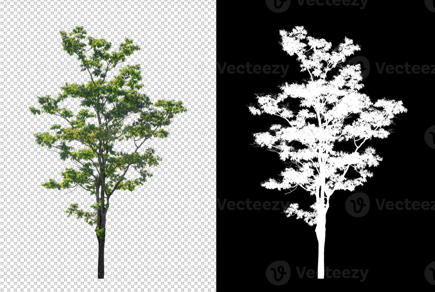 Tree on transparent picture background with clipping path, single tree with clipping path and alpha channel on black background photo