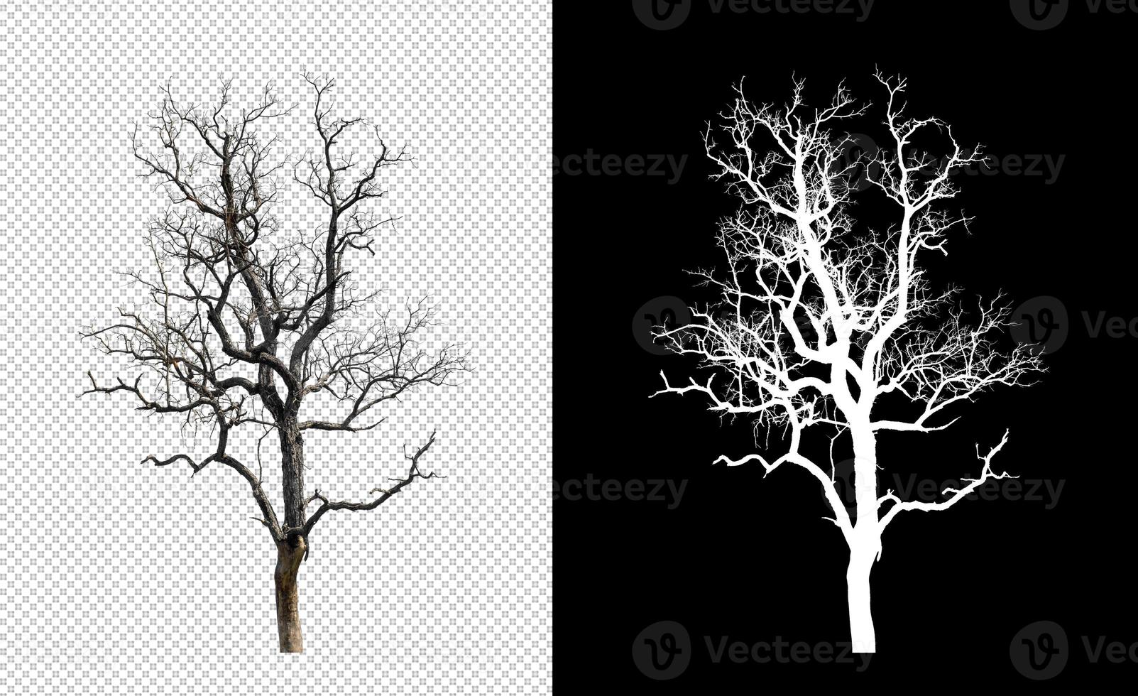 Dead tree on transparent picture background with clipping path, single tree with clipping path and alpha channel on black background photo