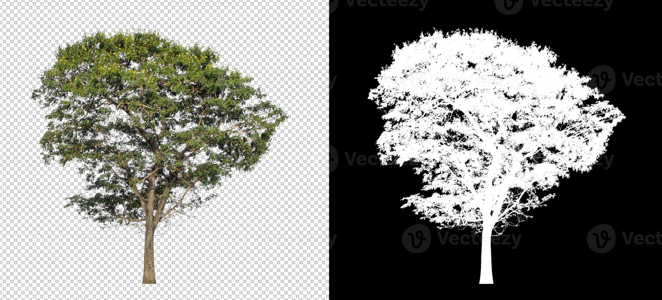 Tree on transparent picture background with clipping path, single tree with clipping path and alpha channel on black background photo