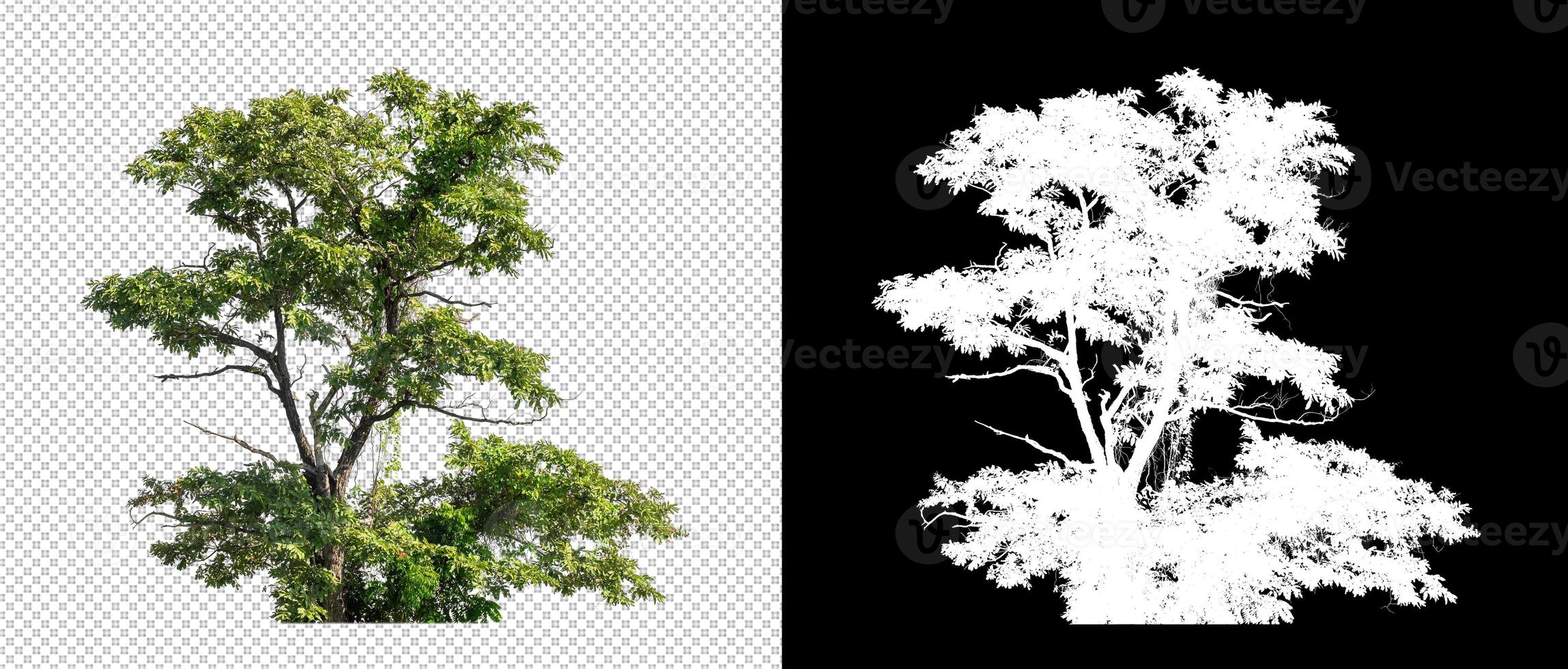 Shrubs isolated on transparent background with clipping path and alpha channel on black background photo