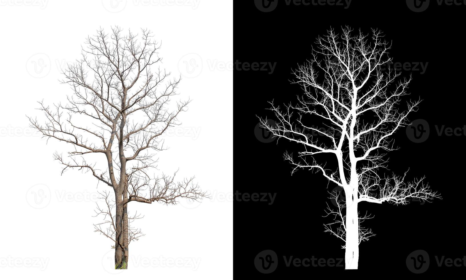 Dead tree on white picture background with clipping path, single tree with clipping path and alpha channel on black background photo