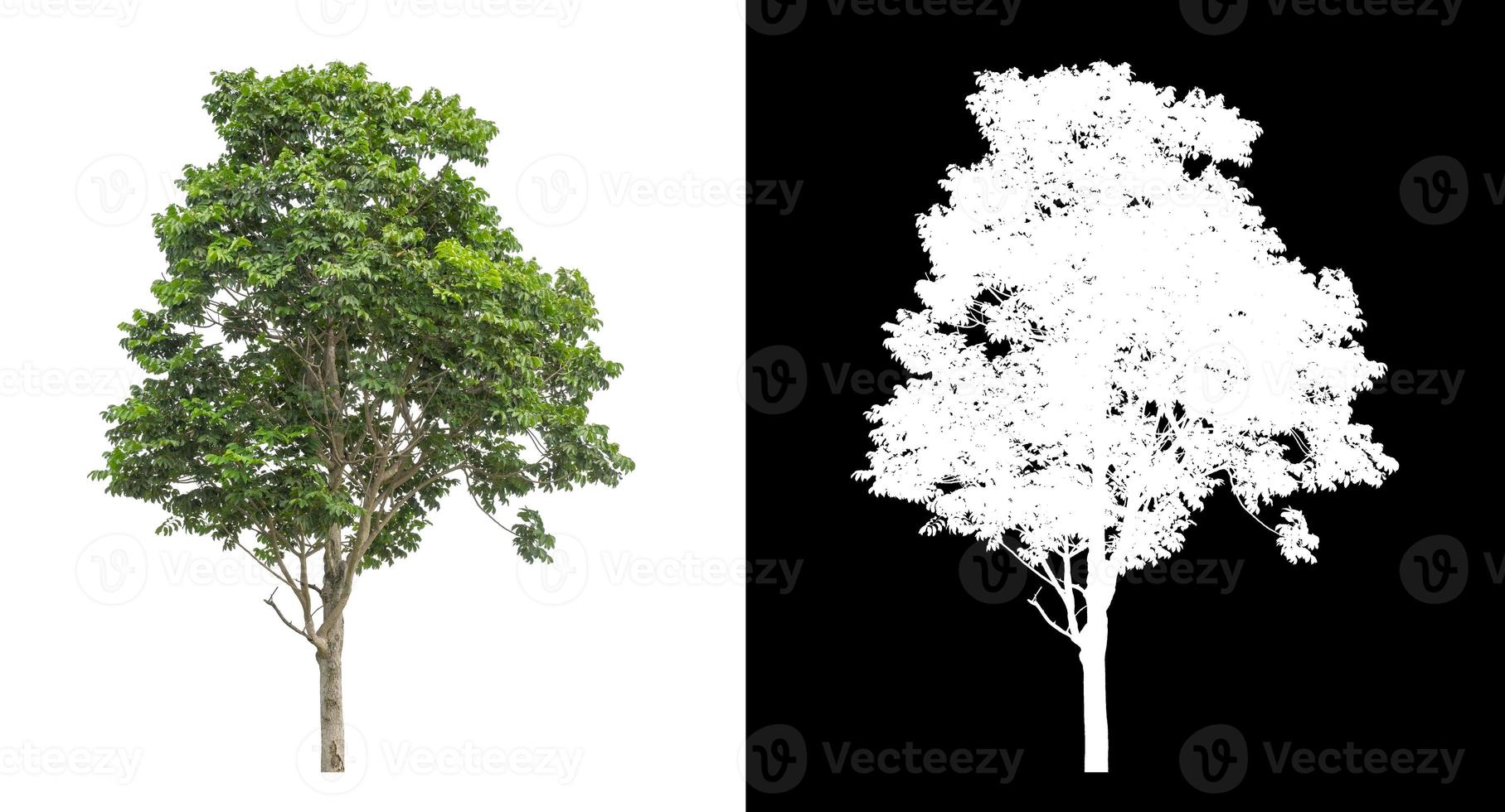 Tree on white picture background with clipping path, single tree with clipping path and alpha channel on black background photo