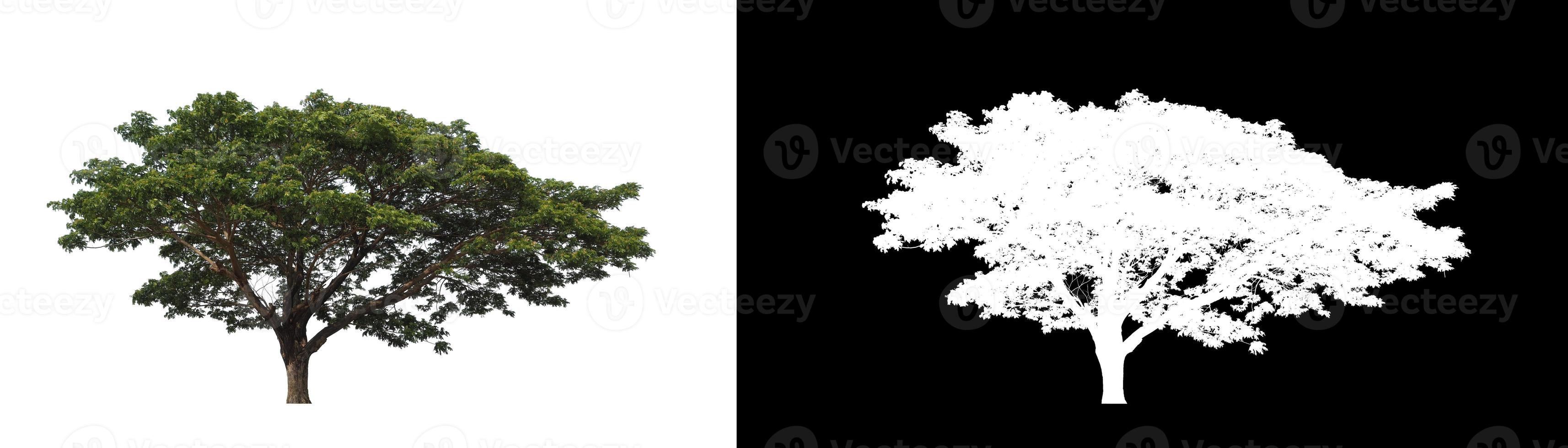 Tree on white picture background with clipping path, single tree with clipping path and alpha channel on black background photo