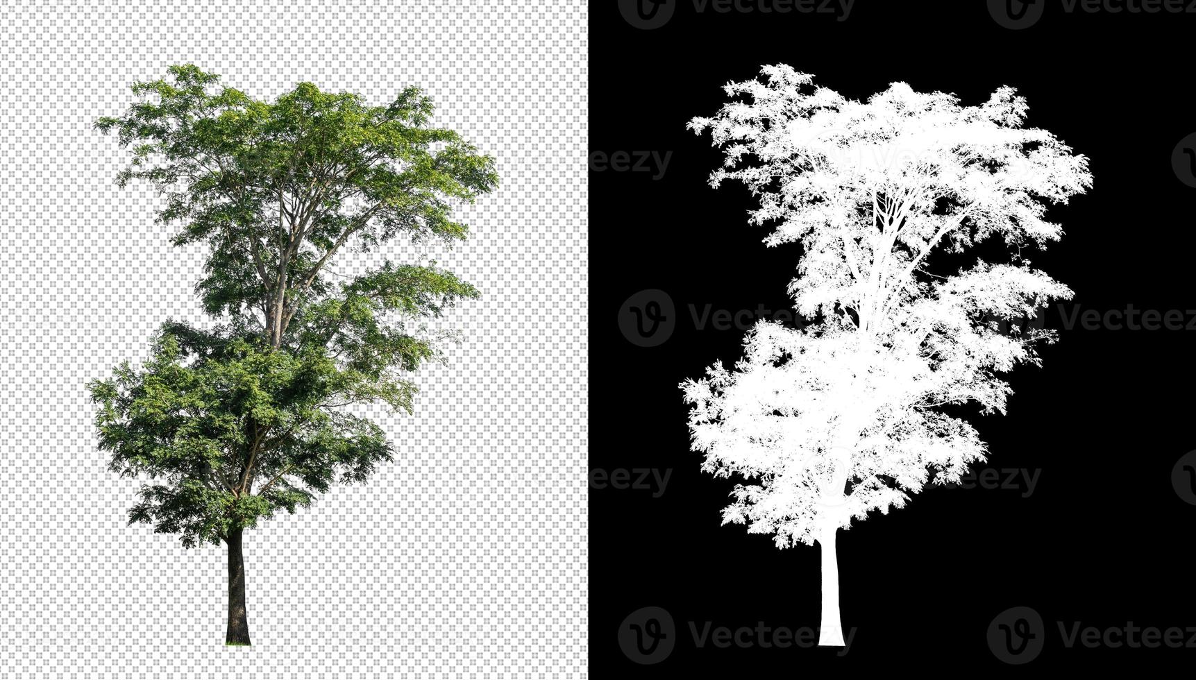 Tree on transparent picture background with clipping path, single tree with clipping path and alpha channel on black background photo