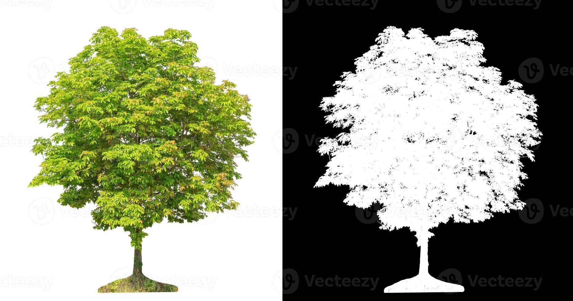 Tree on white picture background with clipping path, single tree with clipping path and alpha channel on black background photo