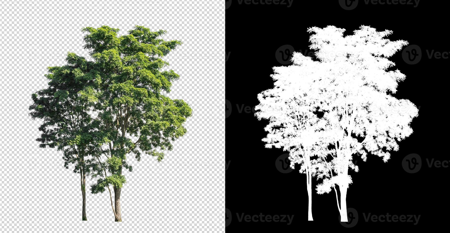 Tree on transparent picture background with clipping path, single tree with clipping path and alpha channel on black background photo