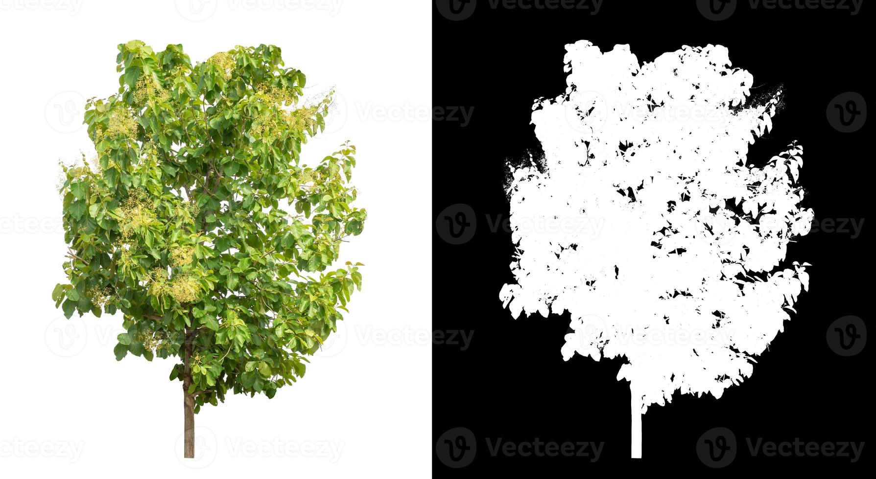 Tree on white picture background with clipping path, single tree with clipping path and alpha channel on black background photo