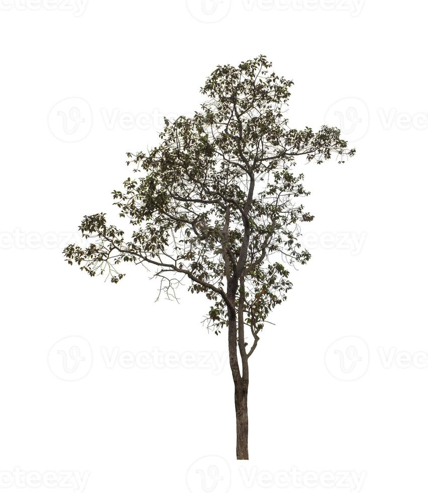 Tree that are isolated on a white background are suitable for both printing and web pages photo