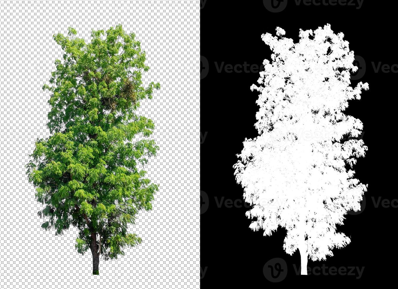 Tree on transparent picture background with clipping path, single tree with clipping path and alpha channel on black background photo