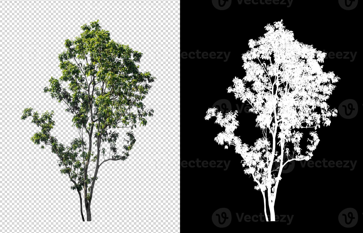 Tree on transparent picture background with clipping path, single tree with clipping path and alpha channel on black background photo