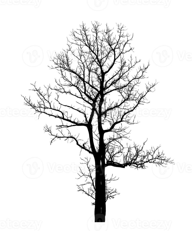 Tree silhouette for brush on white background photo