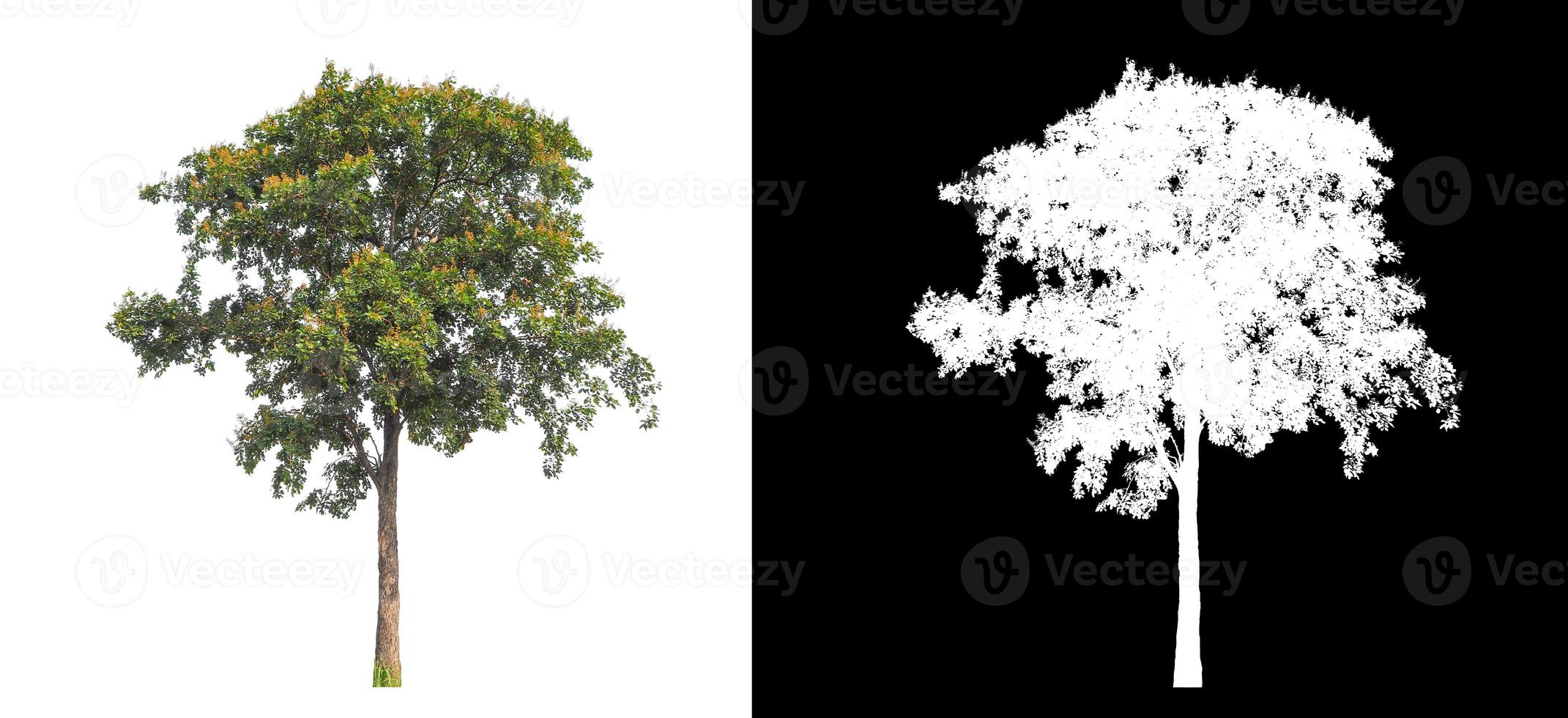 Tree on white picture background with clipping path, single tree with clipping path and alpha channel on black background photo