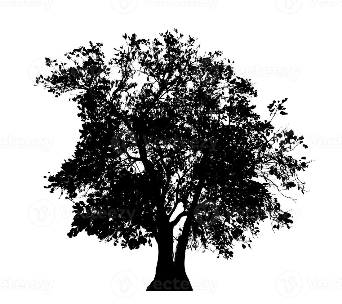 Tree silhouette for brush on white background photo